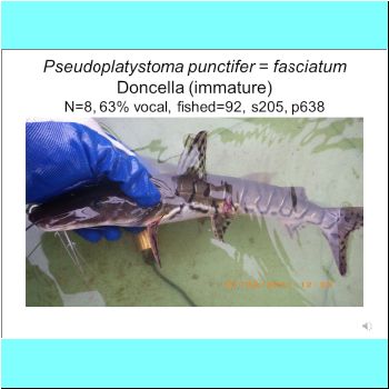 Pseudoplatystoma punctifer_fasciatum.png